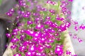 Pink flowers in a pot called lobelia is blooming in garden, blurred background. Summer or spring concept. Defocus Royalty Free Stock Photo