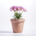 Pink Flowers In Clay Pot On White Background