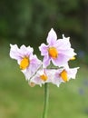 Flowering potato plant Solanum tuberosum Royalty Free Stock Photo