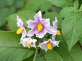 Flowering potato plant Solanum tuberosum Royalty Free Stock Photo
