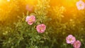 Pink flowers of Potentilla fruticosa Lovely Pink on beautiful background with sunlight. Summer, spring banner
