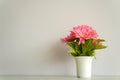 Pink flowers in pots on a white background Royalty Free Stock Photo