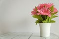 Pink flowers in pots on a white background Royalty Free Stock Photo