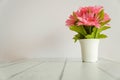 Pink flowers in pots on a white background Royalty Free Stock Photo