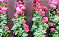 Pink flowers protrude through the fence