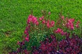 Pink flowers and purple bush like plants on a grass background