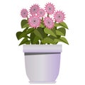 Pink flowers in purple pot in realistic style. Flower bed for the window Royalty Free Stock Photo