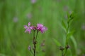 The pink flowers of Ragged Robin (Silene flos-cuculi Royalty Free Stock Photo