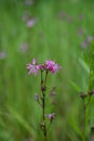 The pink flowers of Ragged Robin (Silene flos-cuculi Royalty Free Stock Photo