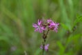 The pink flowers of Ragged Robin (Silene flos-cuculi Royalty Free Stock Photo