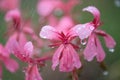 Pink Flowers and rain Royalty Free Stock Photo