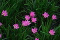 Pink flowers of Rain lily or Zephyranthes lily and leaves. Royalty Free Stock Photo