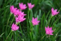 Pink flowers of Rain lily or Zephyranthes lily. Royalty Free Stock Photo