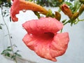 Pink flowers on rainy day looks beautiful