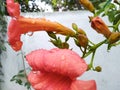 Pink flowers on rainy day looks beautiful