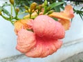 Pink flowers on rainy day looks beautiful