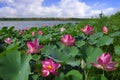 Pink flowers of a rare aquatic plant lotus. Flowering place Astrakhan region.