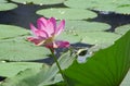 Pink flowers of a rare aquatic plant lotus. Flowering place Astrakhan region.