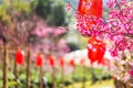 Sakura pink flowers with red lamp on path in the garden blur background