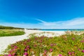 Pink flowers in Rena Bianca beach Royalty Free Stock Photo