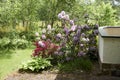 Pink flowers of rhododendron with green leaves