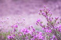 Pink flowers of Rhododendron mucronulatum. General view of flowering plant in the garden in early spring. Idyllic pattern with