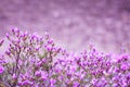 Pink flowers of Rhododendron mucronulatum. General view of flowering plant in the garden in early spring. Idyllic pattern with