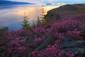 Pink flowers of rhododendron on sunrise background in spring