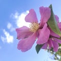 Pink tea oil camellia with white clouds sky background. Square photo image. Royalty Free Stock Photo