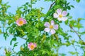 Pink Flowers of Rosa Multiflora Royalty Free Stock Photo