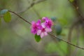 Pink flowers Rosa myrtle Rhodomyrtus tomentosa on a blurred green background. Selective focus