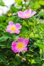 Pink flowers rose hips on the bush. Flowering dog-rose_ Royalty Free Stock Photo
