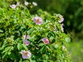 Pink flowers rose hips on the bush dog-rose Royalty Free Stock Photo