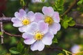 Pink flowers rose hips on the bush. Flowering dog-rose_ Royalty Free Stock Photo