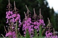 Pink flowers of rosebay willow herb