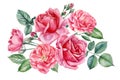 Pink flowers. Roses, buds and leaves on a white background, watercolor botanical illustration, floral clipart Royalty Free Stock Photo