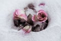 Pink flowers roses with white snow background