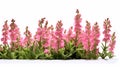 Pink Flowers In A Row: A Stunning Cryengine-inspired Diorama With High-key Lighting Royalty Free Stock Photo