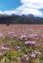 Pink flowers and the Ruminahui volcano, Ecuador. Royalty Free Stock Photo