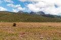 Pink flowers and the Ruminahui volcano, Ecuador.