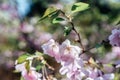 Pink flowers of sakura cherry blossoms spring Easter background Royalty Free Stock Photo