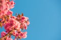 Pink flowers of sakura cherry tree spring blossom on twig over blue sky background Royalty Free Stock Photo