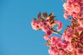 Pink flowers of sakura cherry tree spring blossom on twig over blue sky background Royalty Free Stock Photo