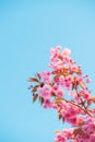 Pink flowers of sakura cherry tree spring blossom on twig over blue sky background Royalty Free Stock Photo