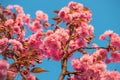 Pink flowers of sakura cherry tree spring blossom on twig over blue sky background Royalty Free Stock Photo