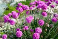 Pink flowers - Sea thrift (Armeria Maritima)