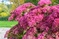 Pink flowers of Sedum Spectabile Royalty Free Stock Photo