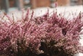 Pink flowers, selective soft focus, shallow depth of field, vintage tone