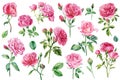 Pink flowers, set rose, beautiful flower on an isolated white background, watercolor illustration, botanical painting Royalty Free Stock Photo