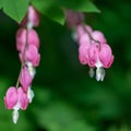 Pink flowers in the shape of a heart in the grass